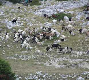 Bergziegen