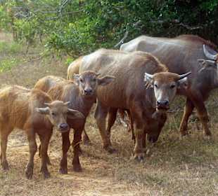 Familie Wasserbüffel
