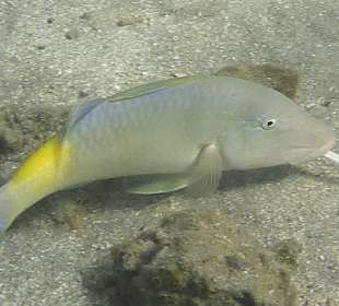 Schnorcheln Marsa Alam