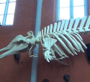 Meeresmuseum Stralsund