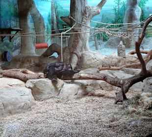 Im Schimpansen-Haus im Zoo am Meer