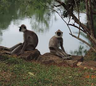 Gartenanlage Sigiriya Felsen