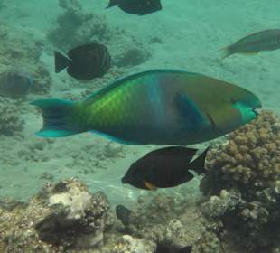 Schnorcheln Makadi Bay