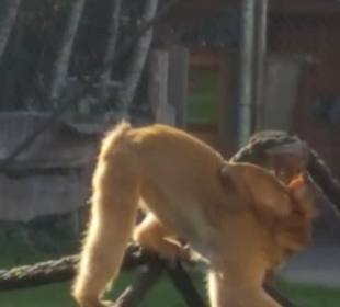 Aus dem Raritäten Zoo Ebbs