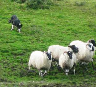 Kells Sheep Centre