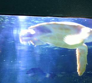 Schildkröte aus der Nähe