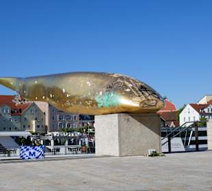 Wels- Fisch kommt in Donau vor