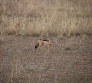 Schakal in der Mara