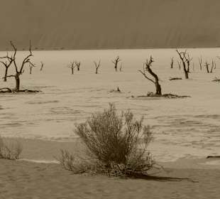 Dead Vlei