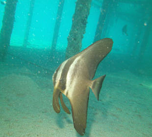 Fledermausfisch unter dem Steg