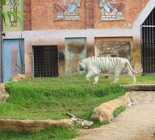 Weisser Tiger