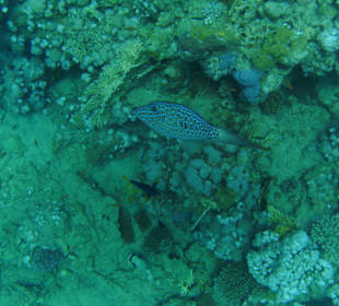 Besenschwanzfeilenfisch