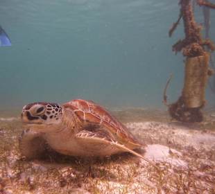 Wasserschildkröte in der Lagune