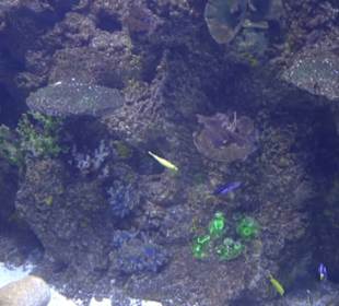 National Aquarium Malta