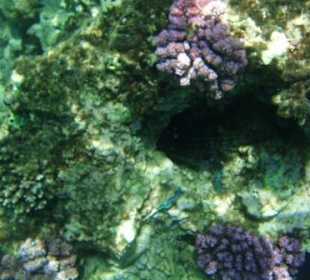 Wunderschöne bunte Korallen am Hausriff