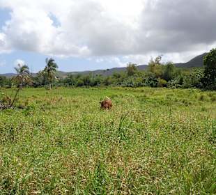 Eine Kuh auf der Weide