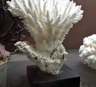 Exponate des Muséum d'histoire naturelle