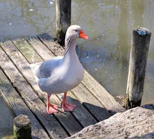 Bäuerliche Idylle im Fränkischen Freilandmuseum