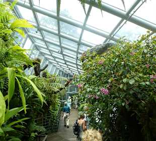 Im Garten der Orchideen