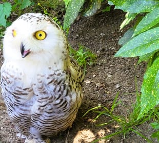 Schneeeule