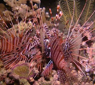 Spotfin Lionfishes