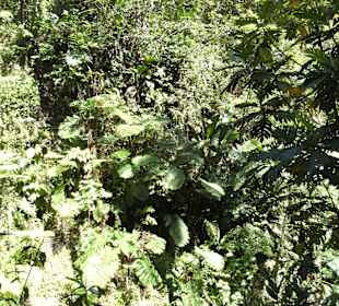 Regenwaldfeeling pur