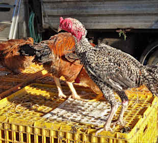 Geflügelhändler auf dem Markt von Saint-Paul