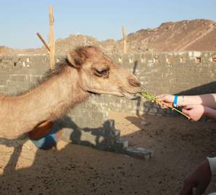 Wer gross werden will muss futtern