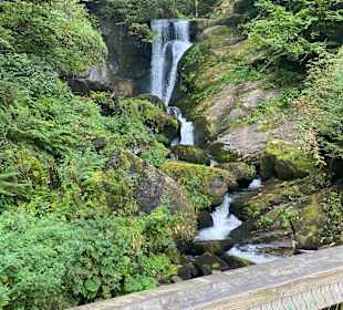 Wandern Schönwald im Schwarzwald