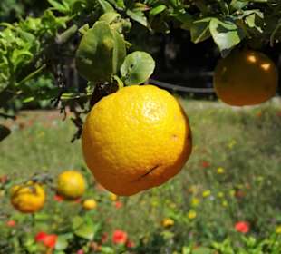 Rundgang durch den Botanischen Garten Cagliari
