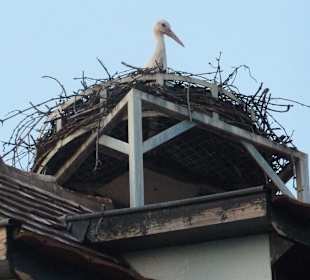Über den Dächern wohnt der Storch