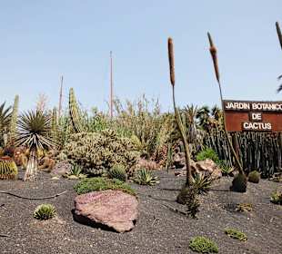 Oasispark - Kakteengarten - Juli 2015