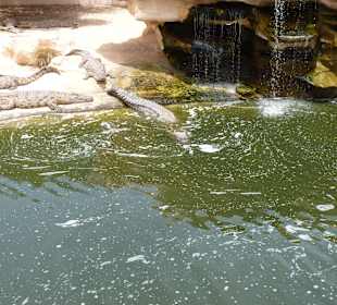 Krokodilfarm Animalia