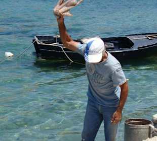 Zmiękczanie ośmiornicy