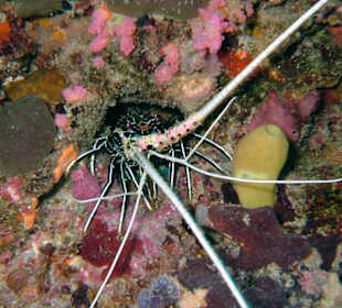 Languste-Hoholha-Thila