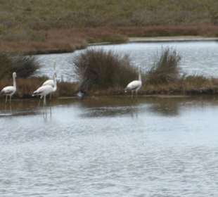 Flamingos im Naturpark Ria Formosa