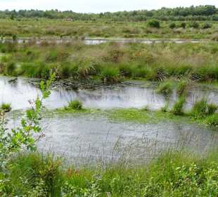 Impressionen vom Goldenstedter Moor