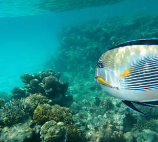 Hausriff - Hotel Bel Air Azur Resort