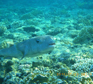 Fisch