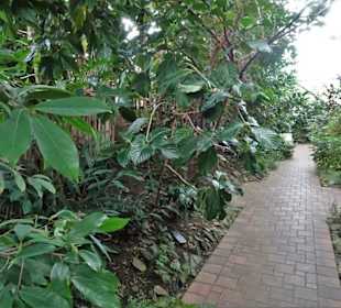 Rundgang durch das Tropenhaus Klein Eden