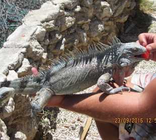 Patrick im Leguan Restaurant