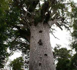 Tane Mahuta