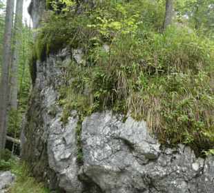 Im Zauberwald von Ramsau