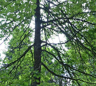Waldlehrpfad in Tieringen