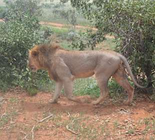 Safari