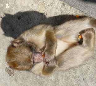 Macachi a Gibilterra