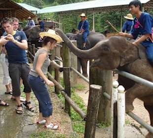 im Elefantencamp Mae Taeng