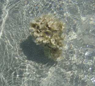 Steigenberger al Dau Beach Hotel