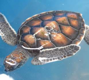 Kleine und große Wasserschildkröten
