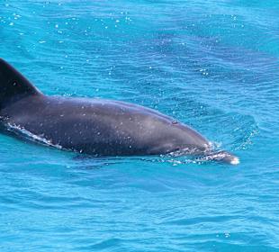 Delphin direkt am Boot